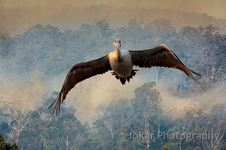 Eden_20130308_043 as Smart Object-1.jpg - Pelican Flight